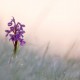 anacamptis-morio anacamptis-morio