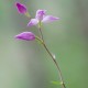 cephalenthera-rubra cephalenthera-rubra