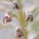 hymantoglossum-hircinum hymantoglossum-hircinum