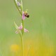 ophrys-apifera ophrys-apifera