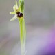 ophrys-araneola ophrys-araneola