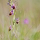 ophrys-fuciflora ophrys-fuciflora