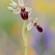 ophrys-spegodes ophrys-spegodes