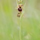 ophyrs-sphegodes-x-ophrys-fuciflora ophyrs-sphegodes-x-ophrys-fuciflora