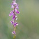 orchis-laxiflora orchis-laxiflora