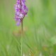 orchis-mascula orchis-mascula