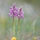 orchis-militaris orchis-militaris