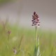 orchis-purpurea orchis-purpurea