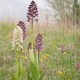orchis-purpurea2 orchis-purpurea2