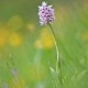 orchis-simia orchis-simia