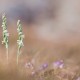 spiranthe-spiralis spiranthe-spiralis