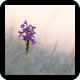 elisabeth_gaillard_portfolio_imagette_80